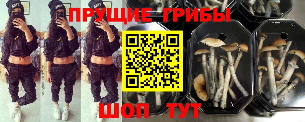 Галлюциногенные грибы MAGIC MUSHROOMS  Псилоцибиновые грибы Magic Shrooms  купить наркоту  Вход с VPN  Сокол 